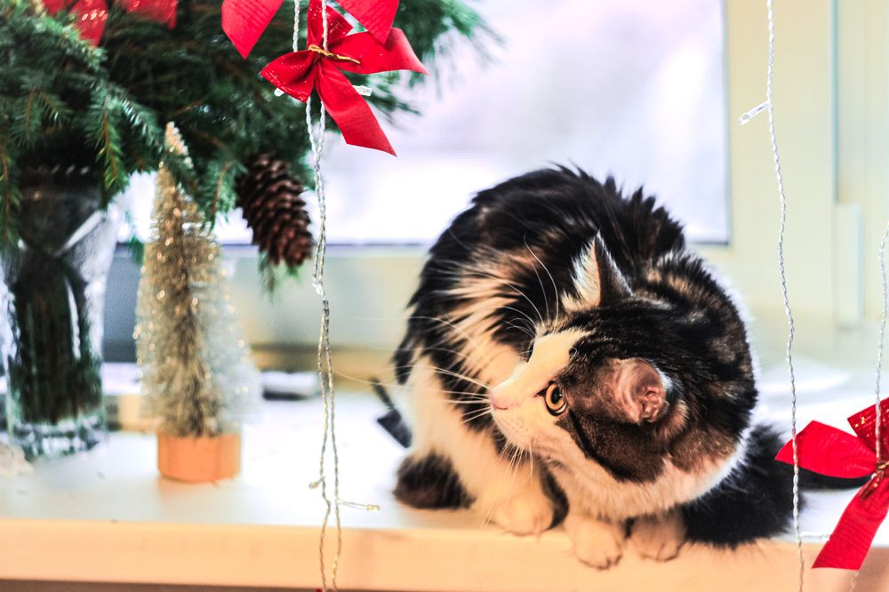 Photograph by Елена Квасова