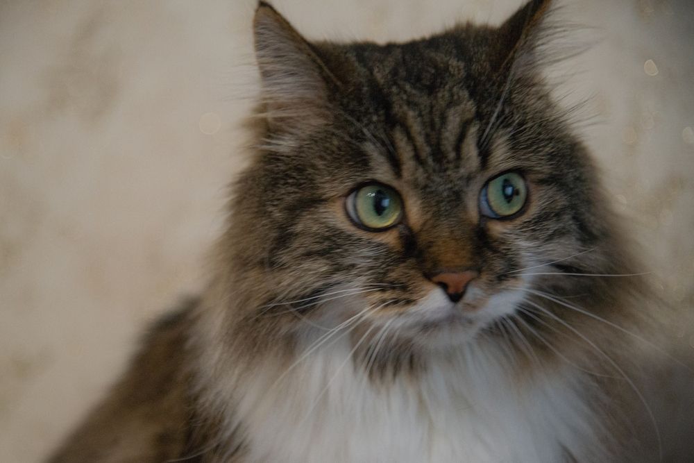 Фотография автора Алексей Буданцев