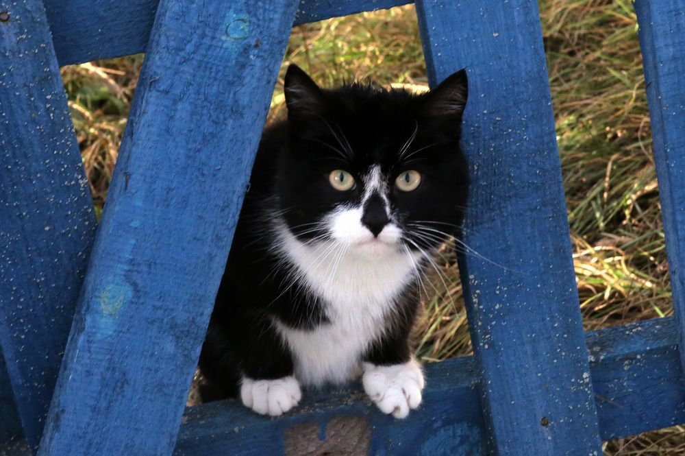 Фотография автора Николай Семенец