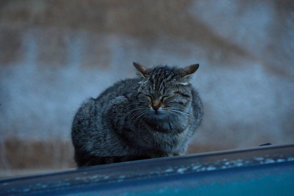 Фотография автора Dana Korolkova