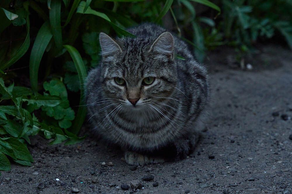 Фотография автора Dana Korolkova