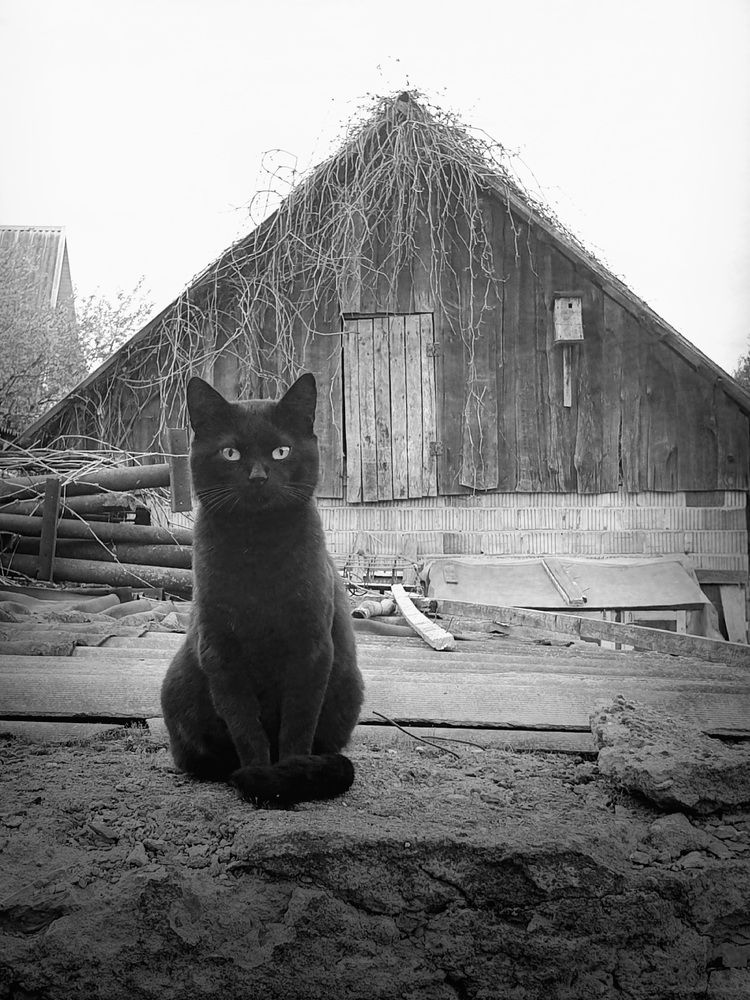 Фотография автора Ирина Дроздова