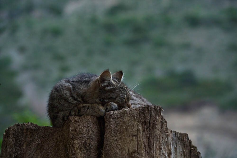 Фотография автора Dana Korolkova