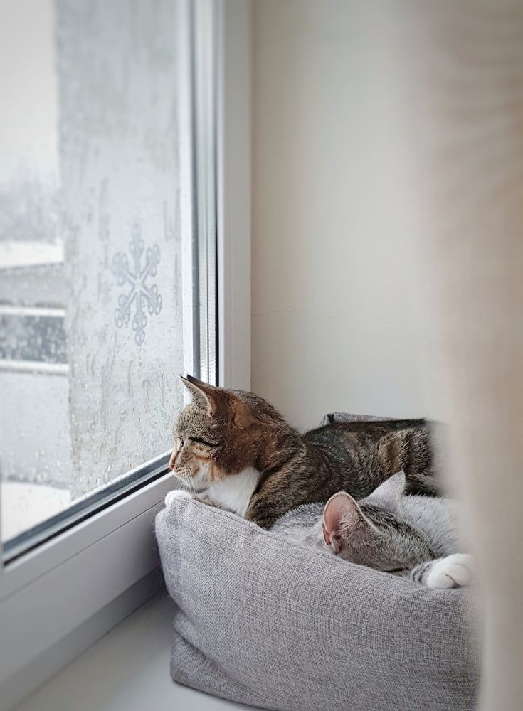 Фотография автора Ирина Дроздова