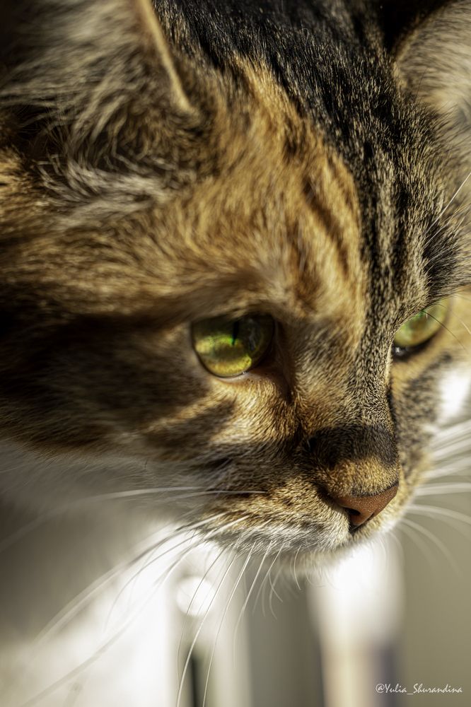 Photograph by Юлия Шурандина