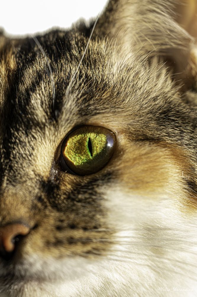 Photograph by Юлия Шурандина