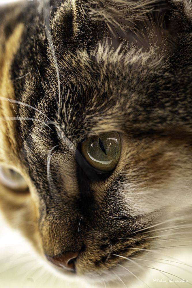 Photograph by Юлия Шурандина