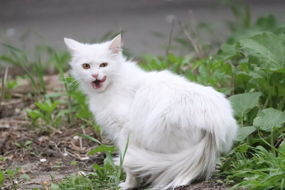 Photograph by Елена Иванкина