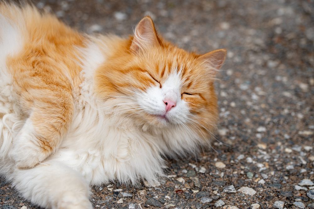 Photograph by Ксения Шилина