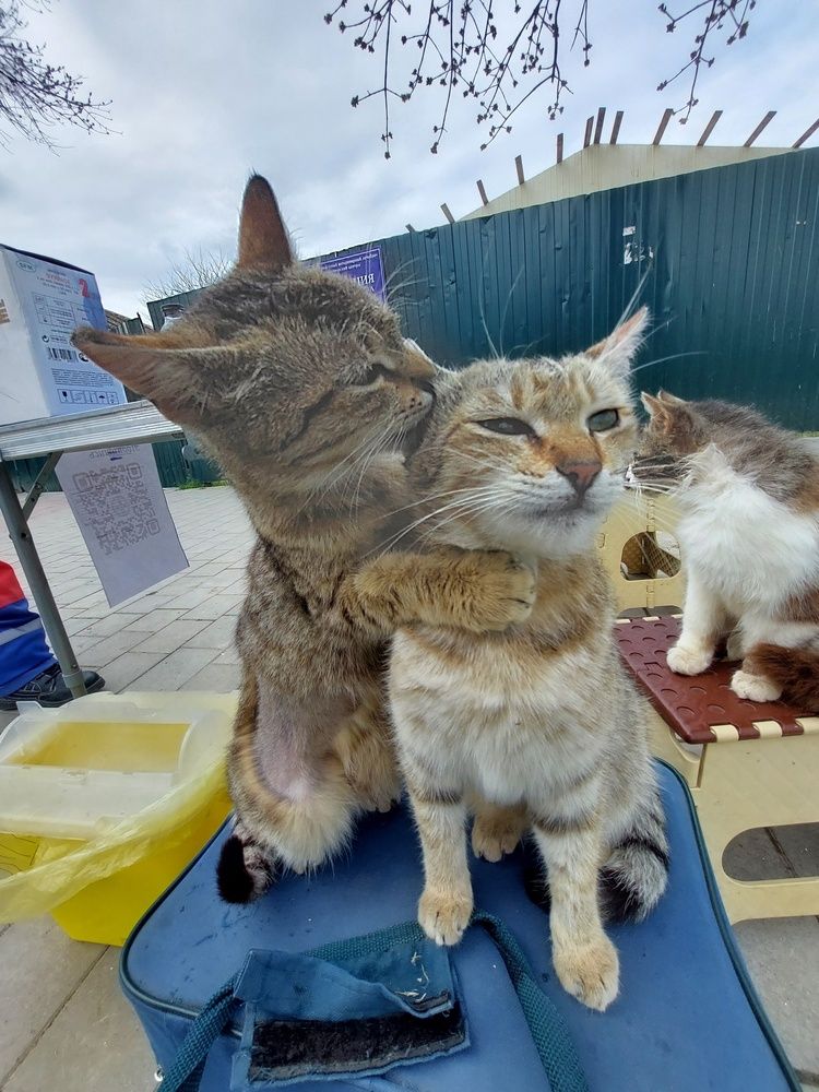 ЛЮБИ меня люби