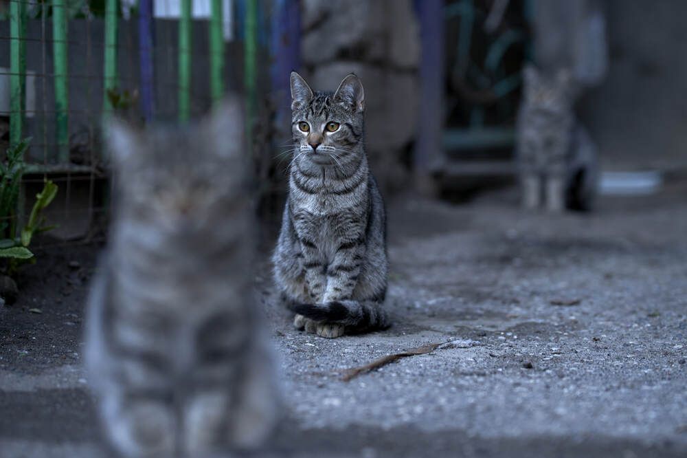 Photograph by Максим Карпович