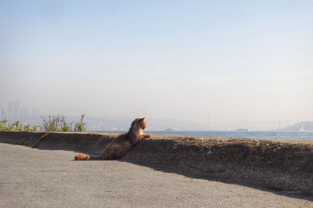 Photograph by fuat cimok