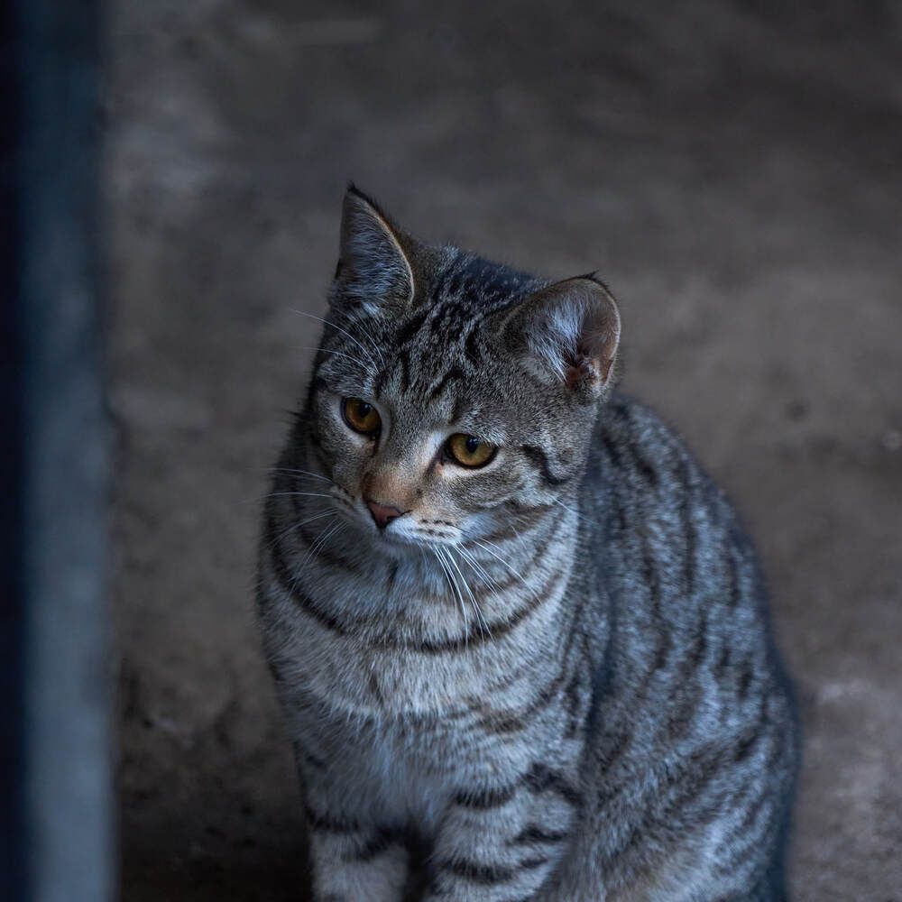 Фотография автора Dana Korolkova