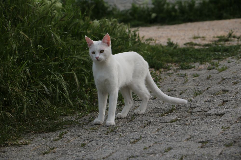 Photograph by Cengiz Yalcin