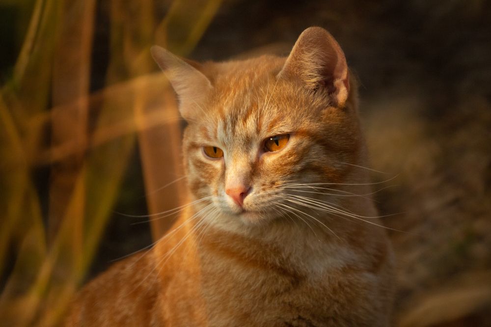 Photograph by Александр Ермоленко