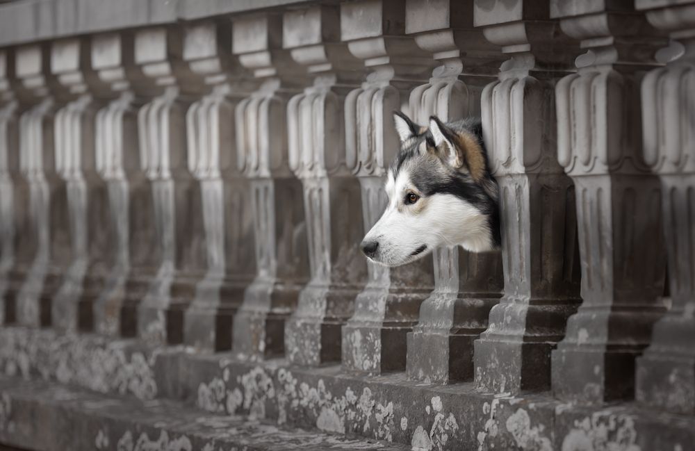 Photograph by Yong Lei van Barlingen