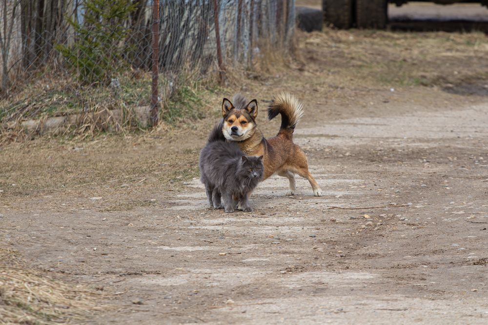 Фотография автора Алина Руденко