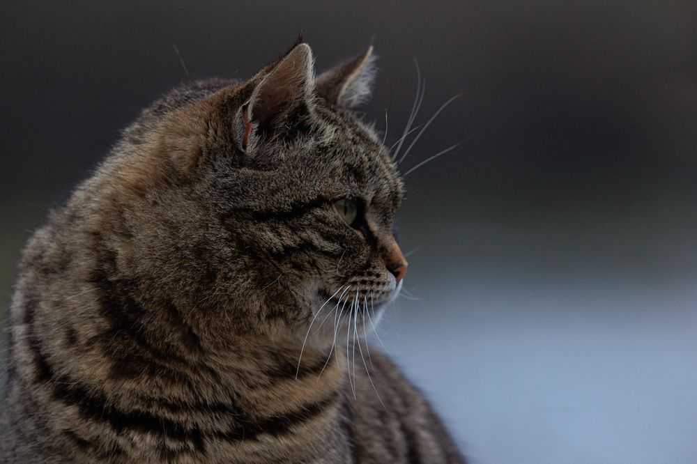 Photograph by Ирина Регульская