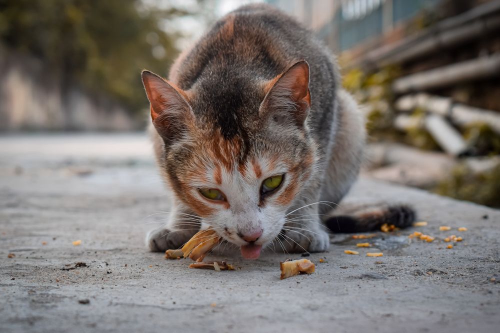 Photograph by SUHAS MANDAL