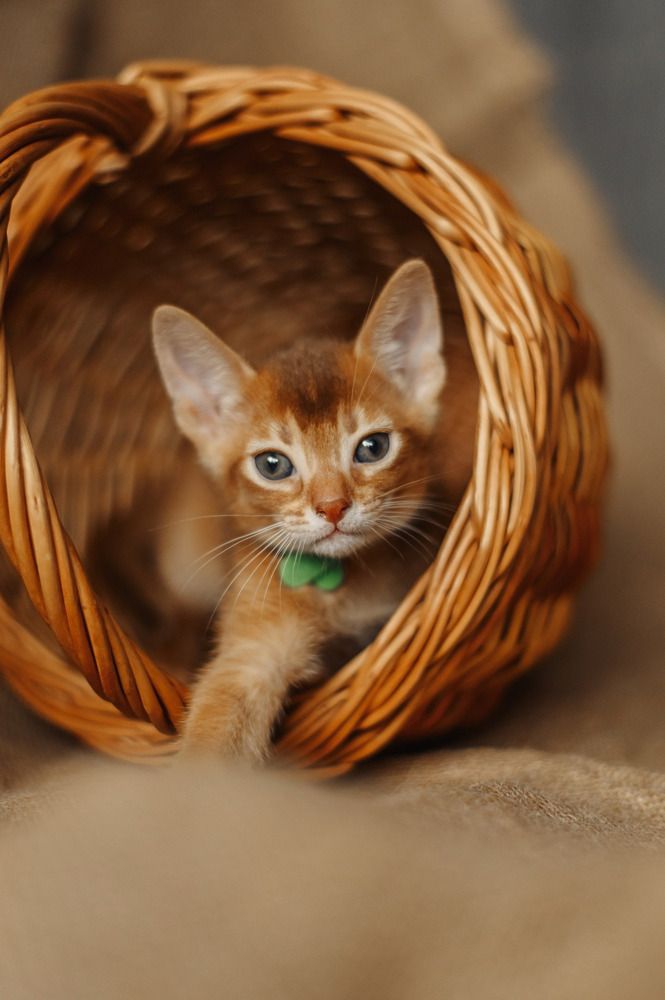 Фотография автора Anastasia Struna