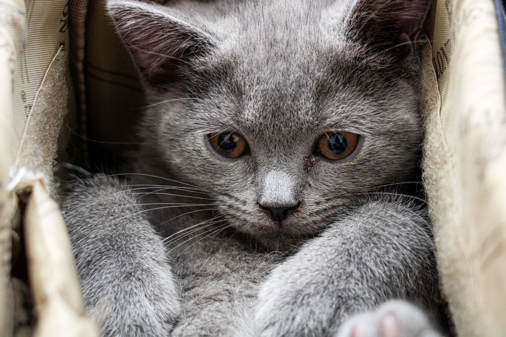 Photograph by Ali Abu Ras