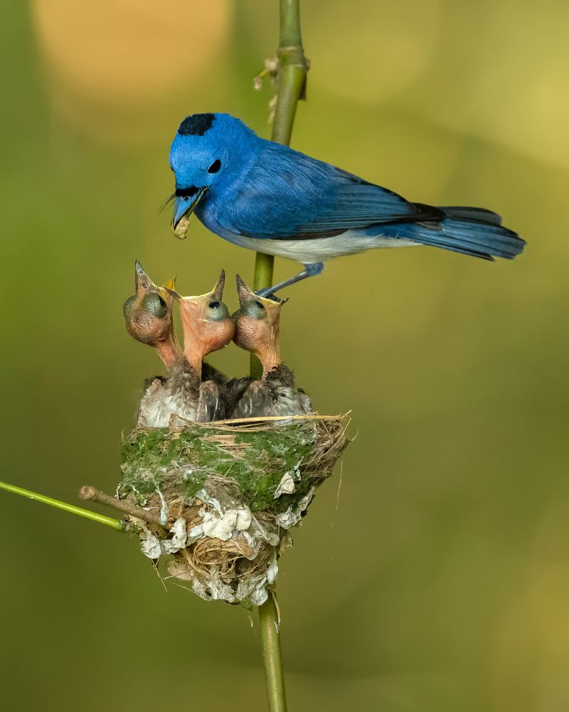 Photograph by Soumik Biswas