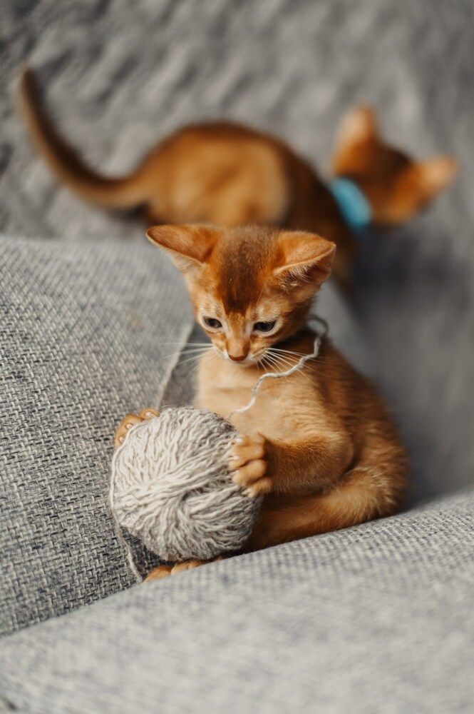 Фотография автора Anastasia Struna