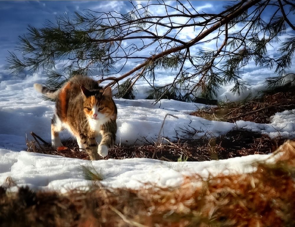 Фотография автора Татьяна Александровна Терехова
