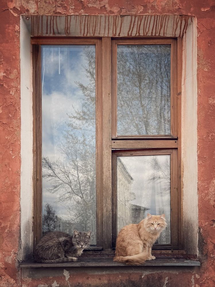Выборгские коты
