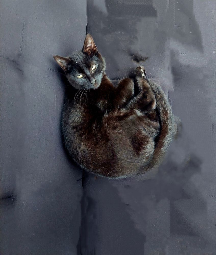 Фотография автора Adriana Rocha