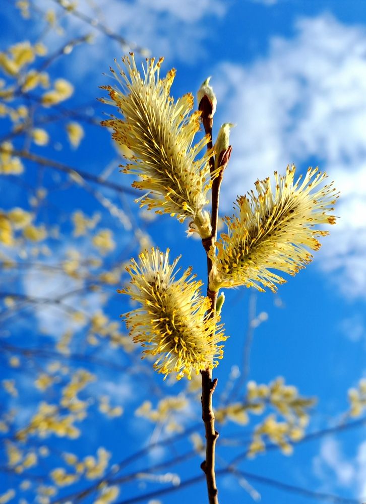 Весенние краски