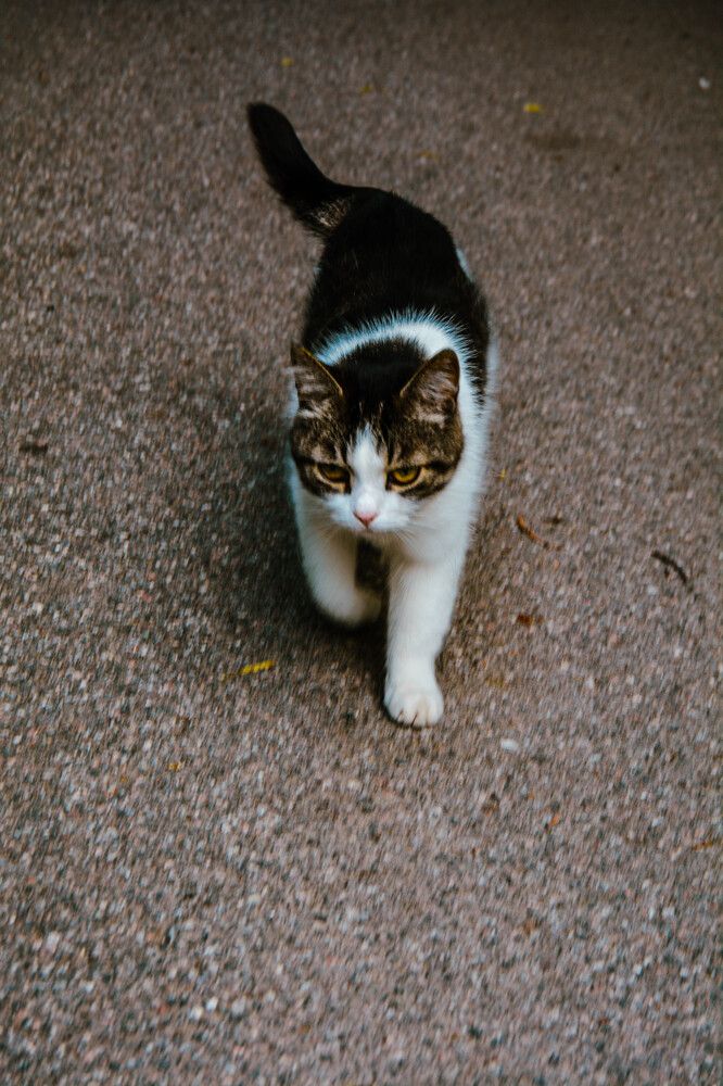 Утро. Мурка