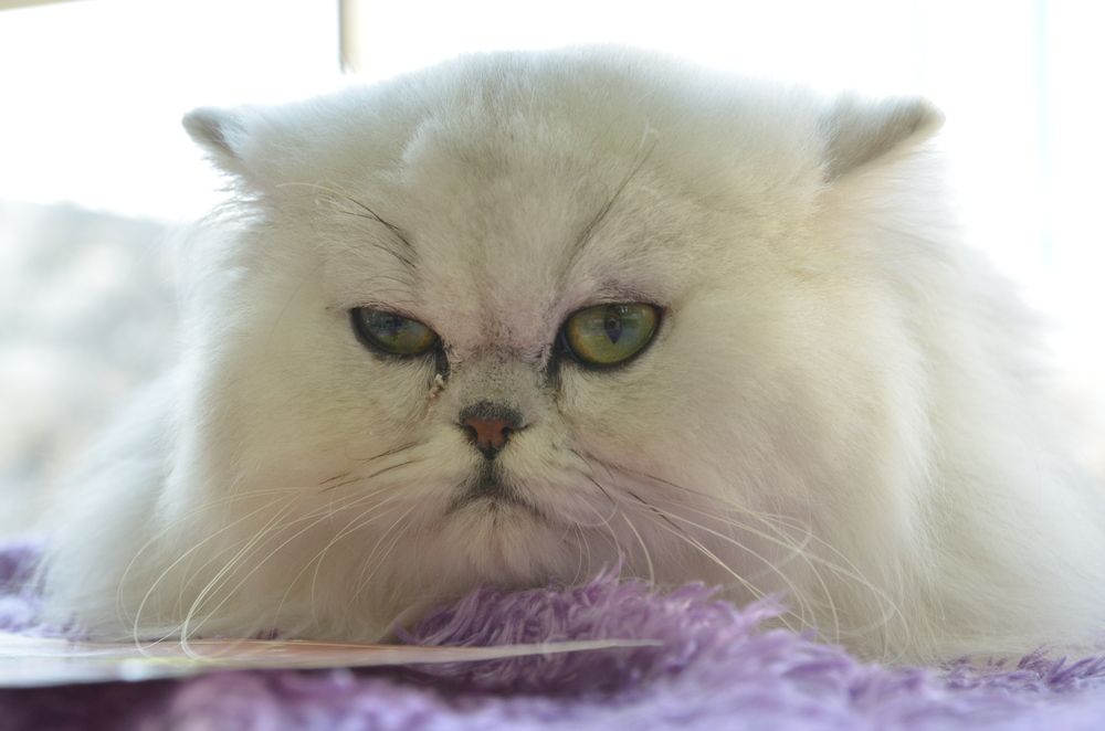 Фотография автора Владимир Брызгунов