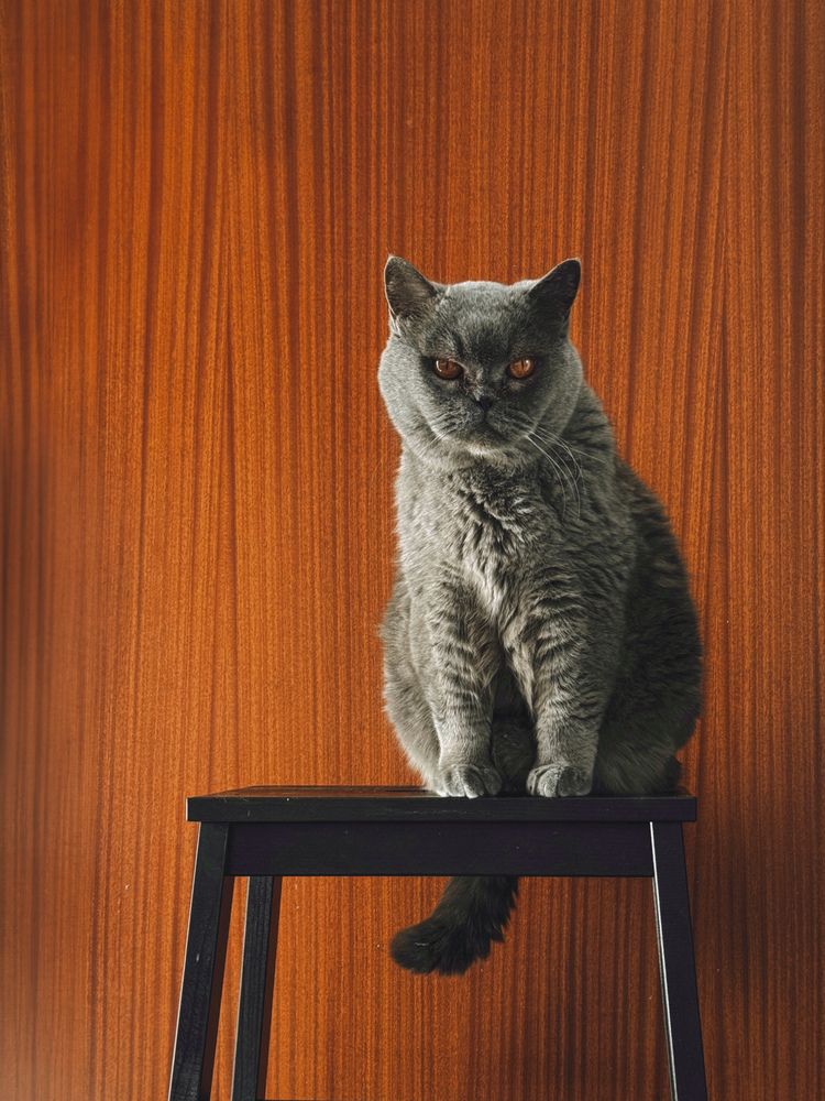 Photograph by Julia Smilovitsky