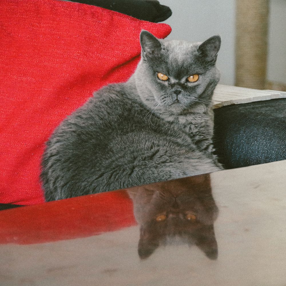 Photograph by Julia Smilovitsky