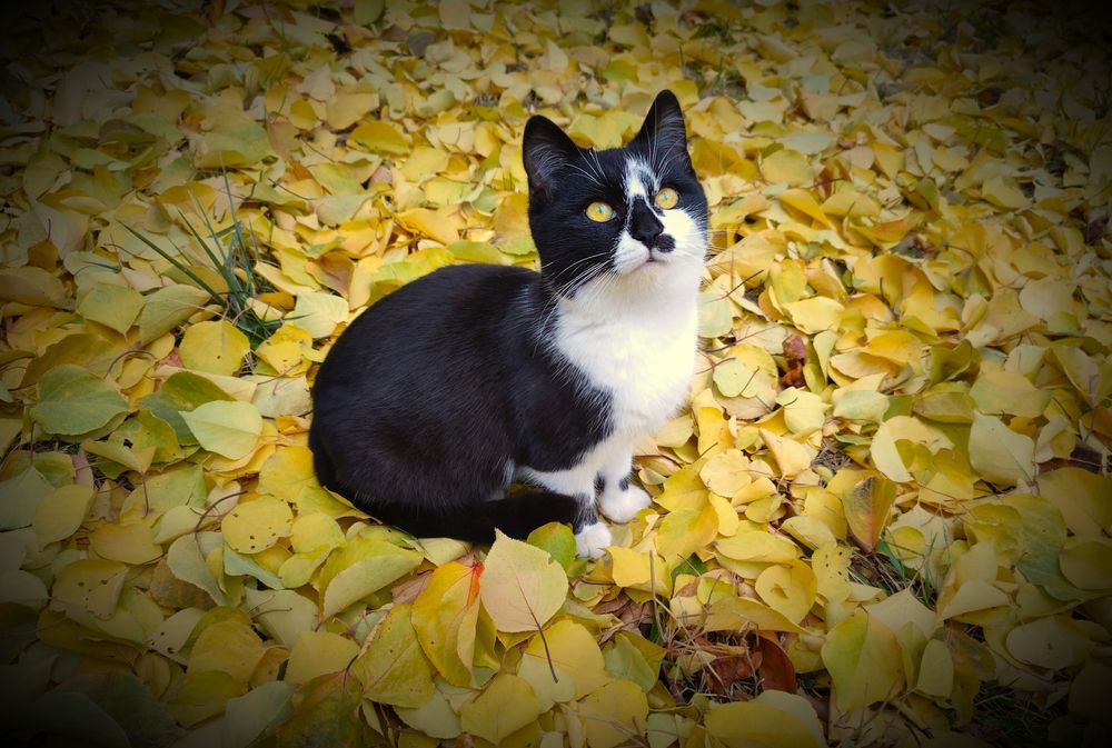 Photograph by Кобелева Евгения