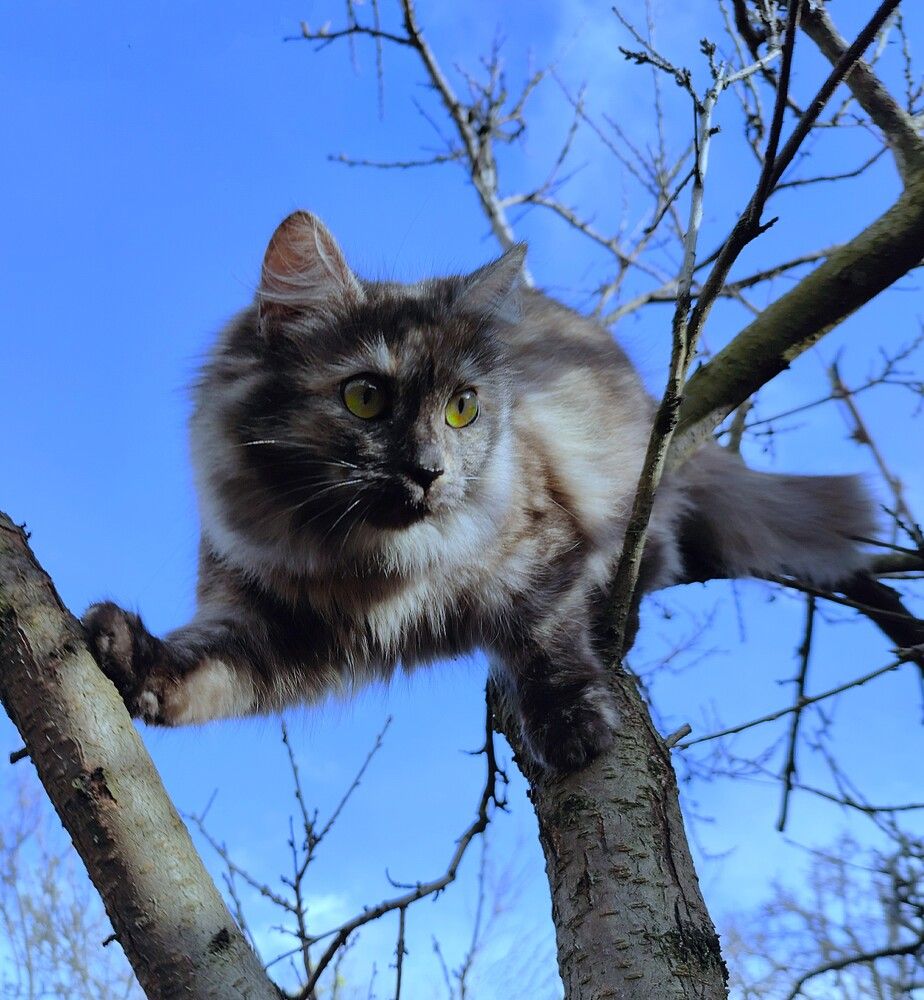 Photograph by Кобелева Евгения