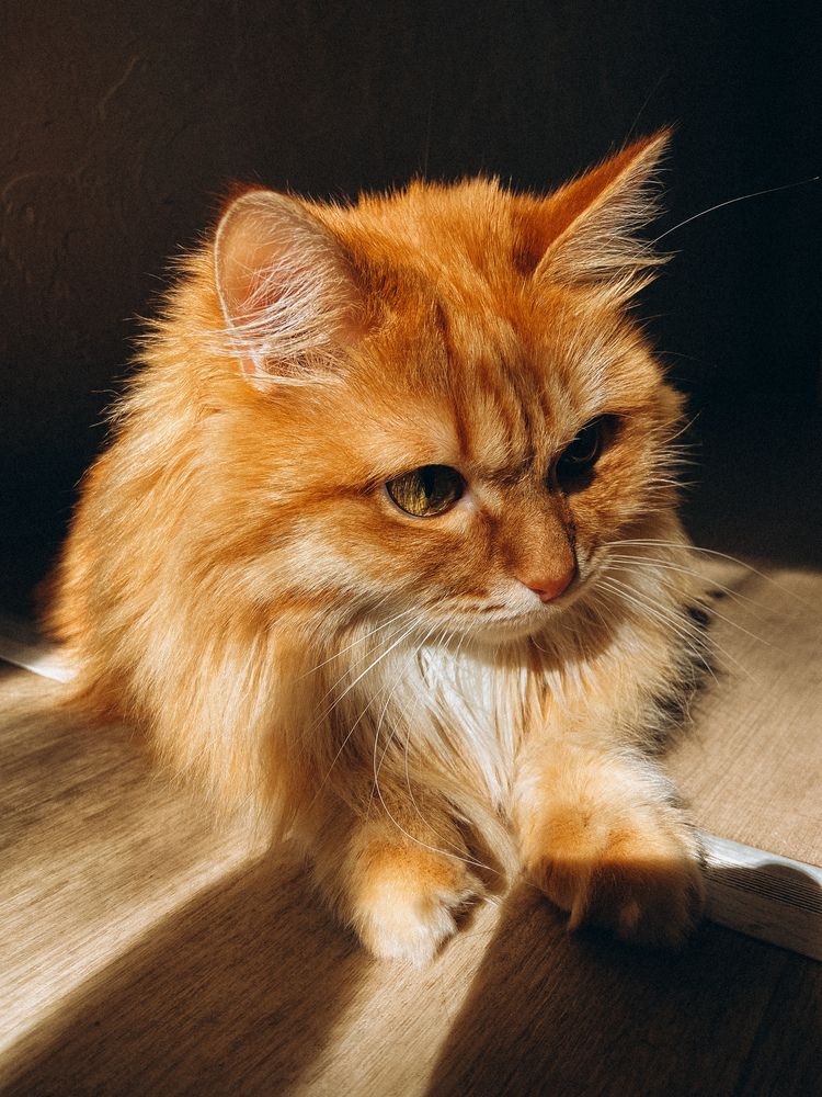 Photograph by Марина Полухина