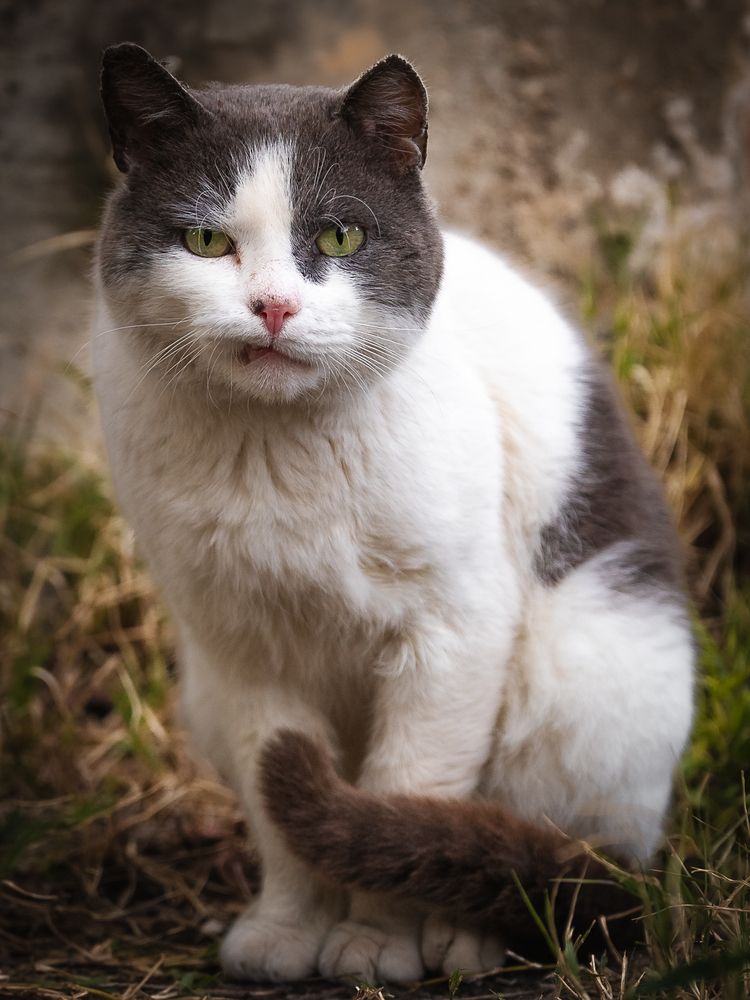 Photograph by Denis Cristian BURMELEAC