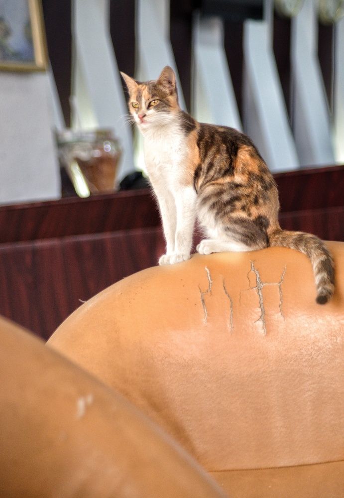 Фотография автора Khaled Zerfaoui