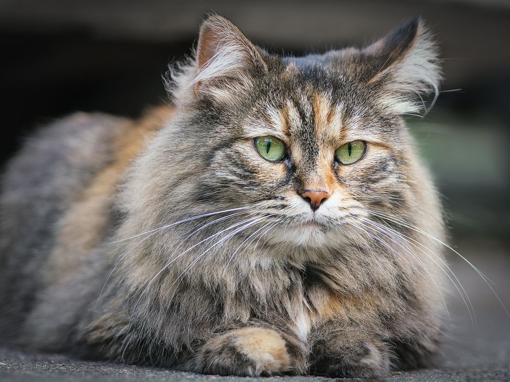 Photograph by Олег Милеев (Каминцев)