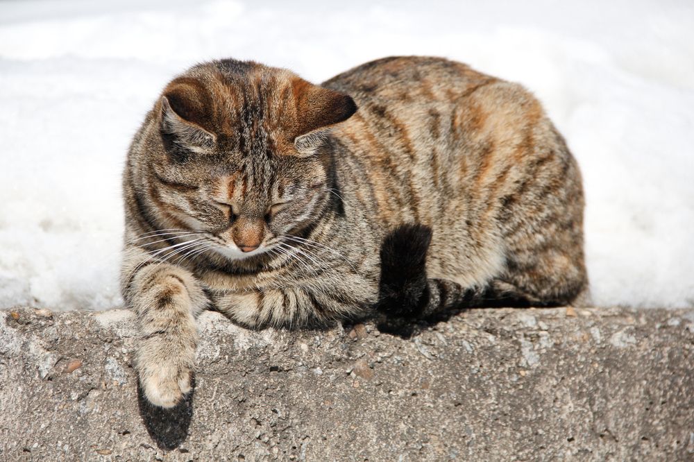 Фотография автора Наталия Мащенко