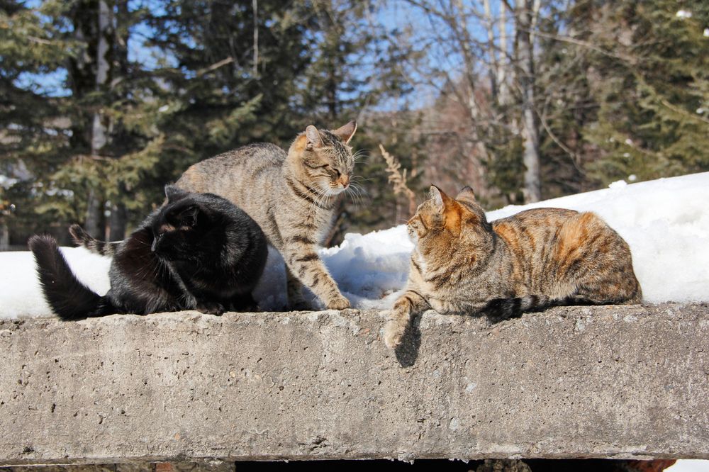 Фотография автора Наталия Мащенко