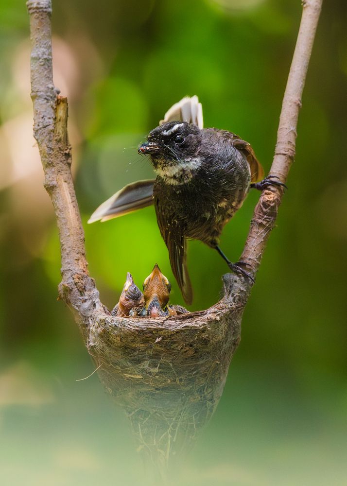 Photograph by Jit Roy
