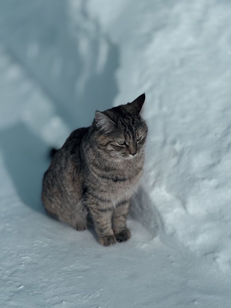 Фотография автора Елена Меньшикова