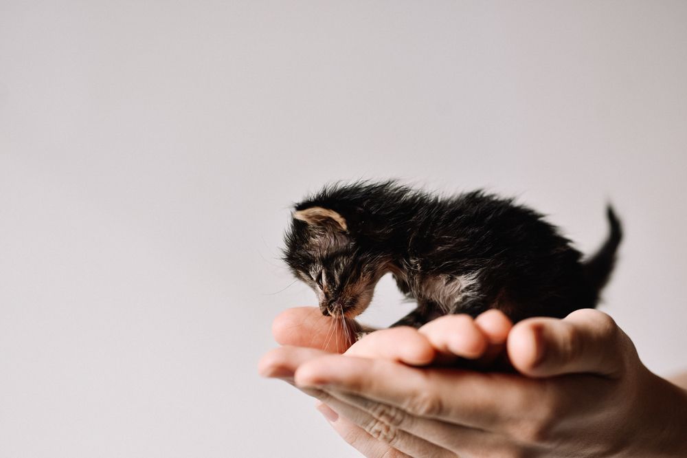 Photograph by Мария Негреева