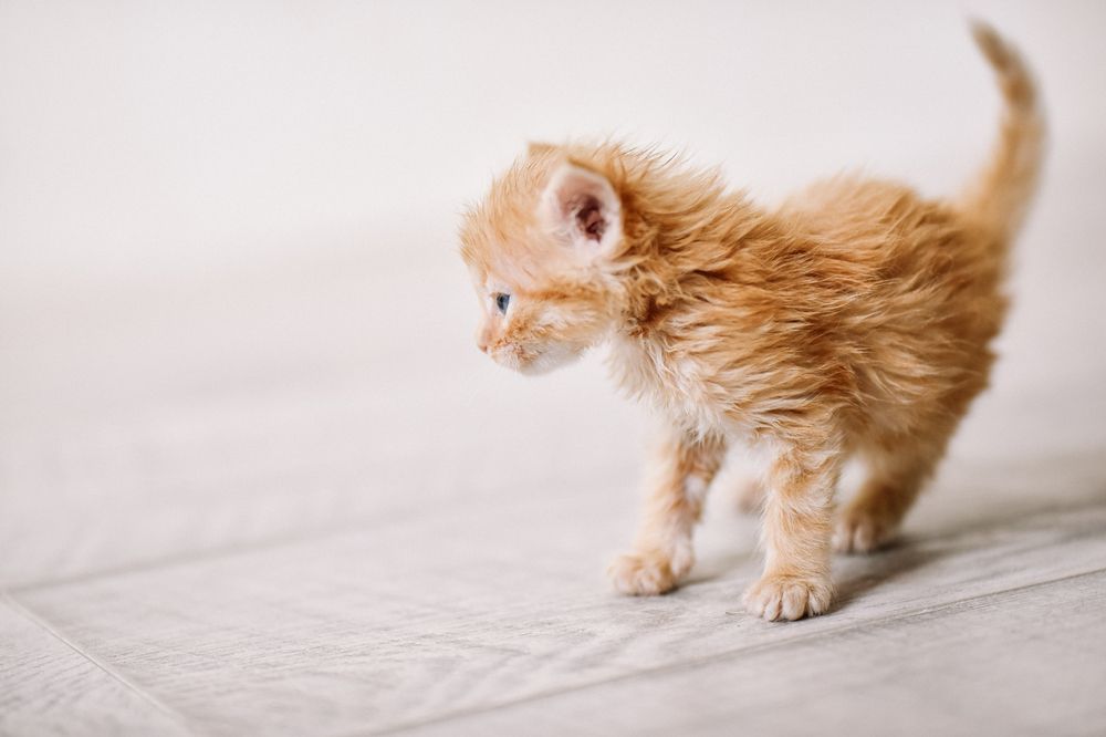 Фотография автора Мария Негреева