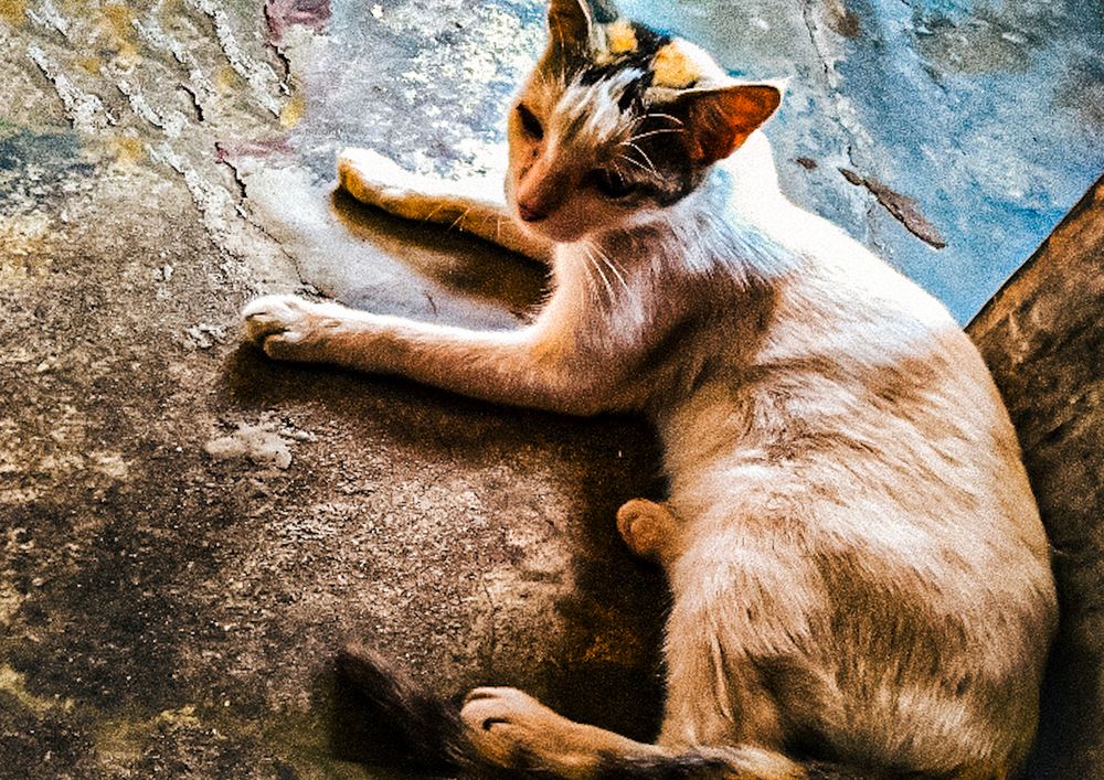 Photograph by Sayoni Manna