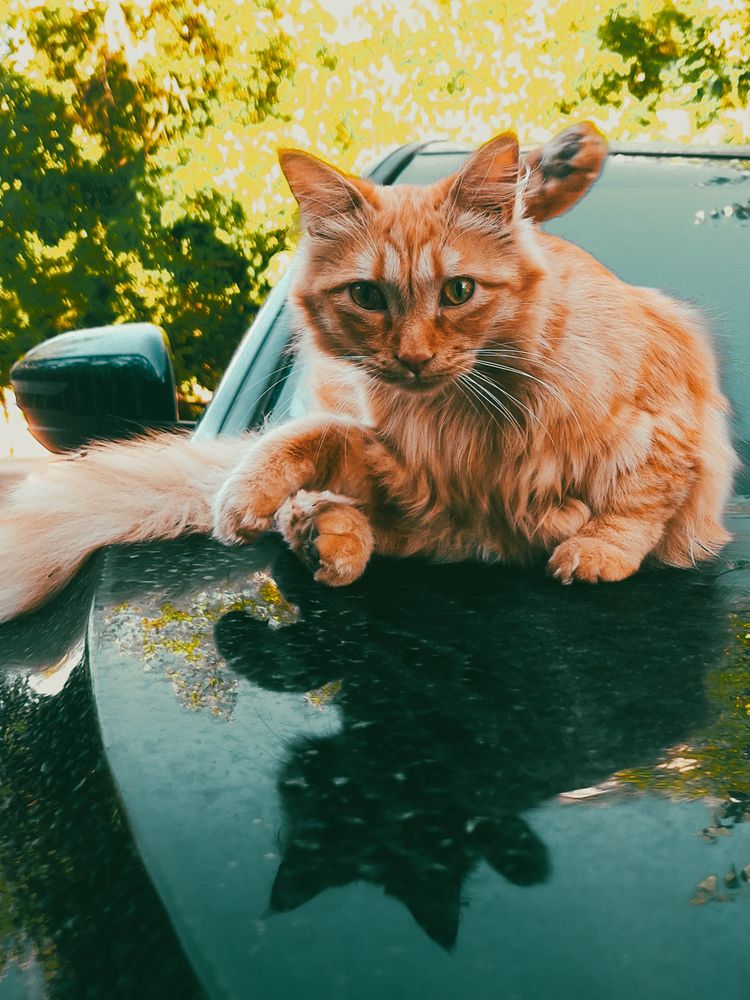 Фотография автора Elena Safarova