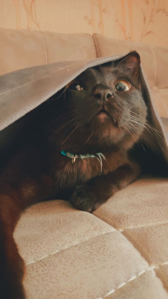 Фотография автора Elena Safarova